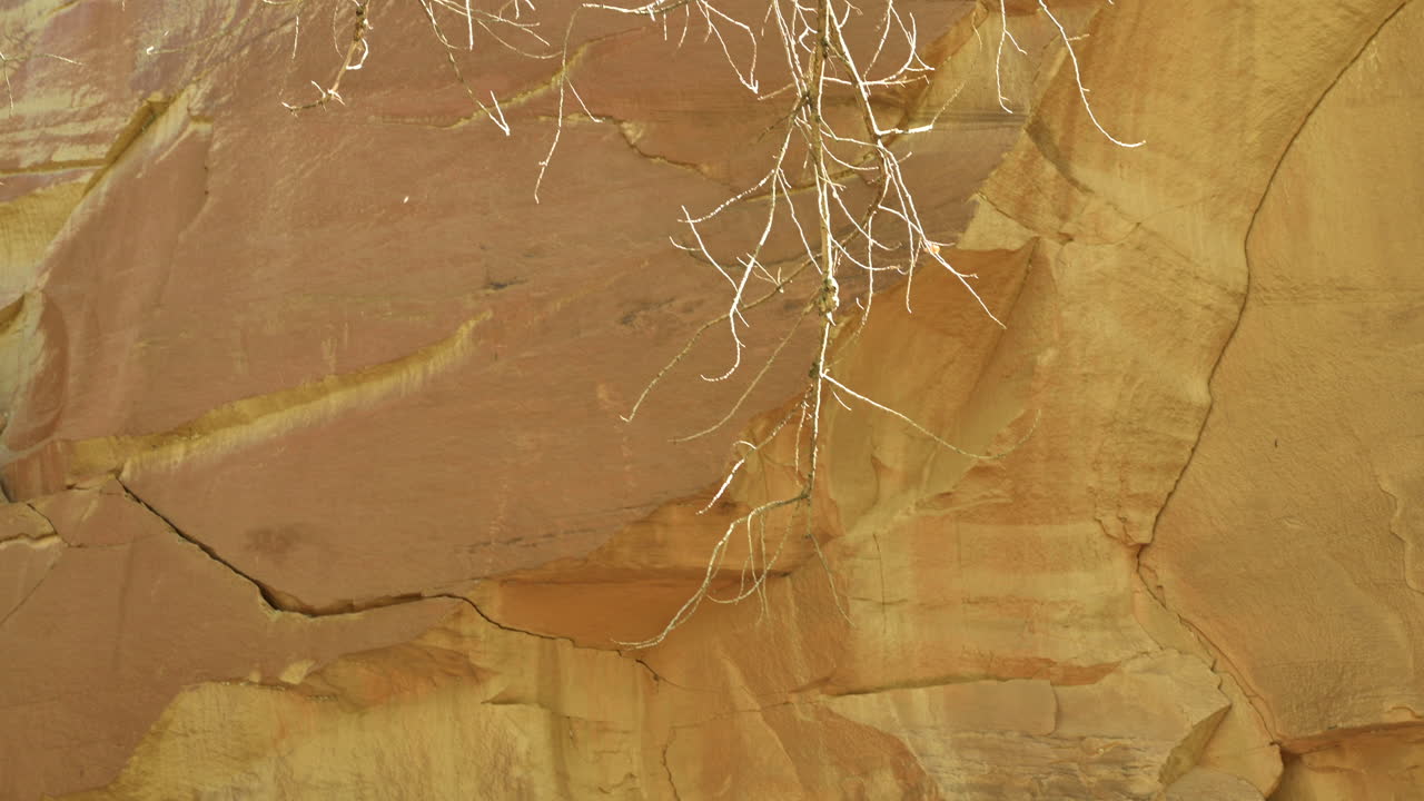 미루나무는 사암 절벽을 배경으로 유타 주의 국회의사당 암초 국립공원에서 공중을 날고 있습니다.