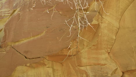 cottonwood volando en el aire en el parque nacional capitol reef en utah con un acantilado de arenisca en el fondo