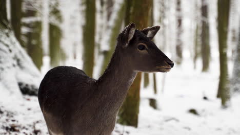 A-fallow-deer-doe-standing-in-falling-snow-in-a-winter-forest,Czechia