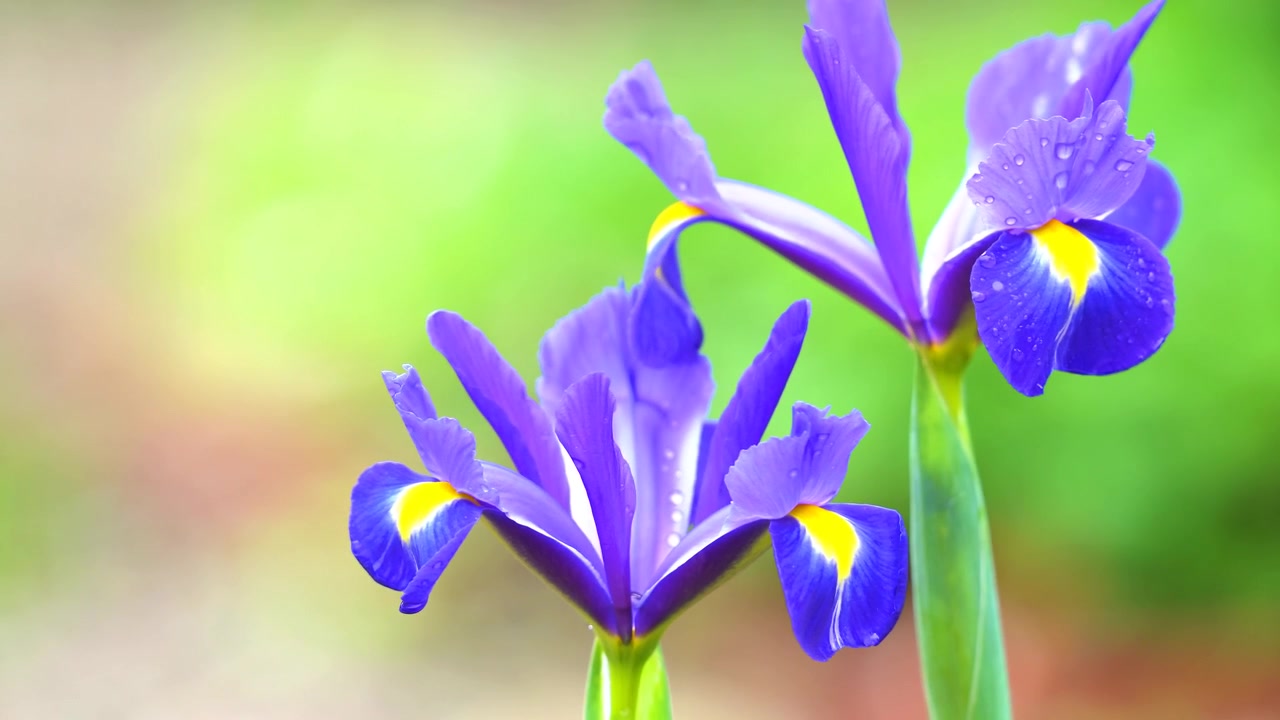 purple flowers in the breeze