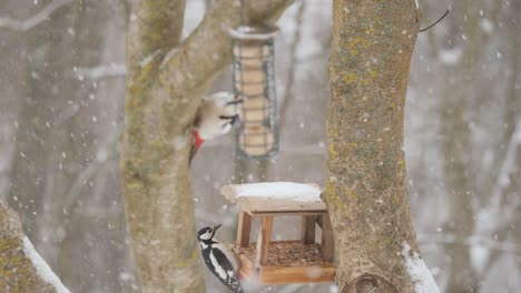 Dos-Pájaros-Carpinteros-En-El-Alimentador-De-Invierno