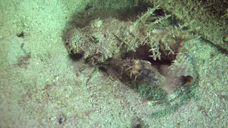 Demon-Stinger--walking-on-sand-in-the-Philippines