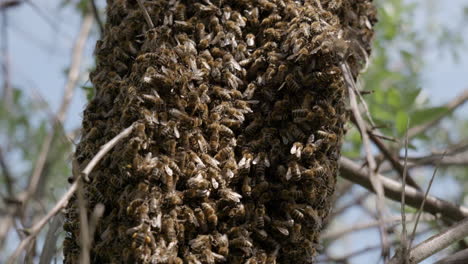 Primer-Plano-De-Un-Enjambre-De-Abejas-En-Un-Día-Soleado-De-Primavera