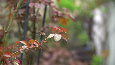 Frühlingsrosenblätter-Und-Tropfen-Von-Leichtem-Regen