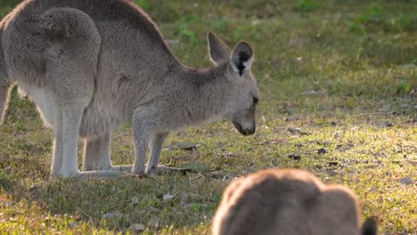 Eastern-Grey-kangaroo-feeding-in-morning-sunshine,-Coombabah-Lake-Conservation-Park,-Gold-Coast,-Queensland