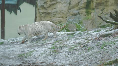 white tiger strolls from right to left in exterior enclosure, wide shot