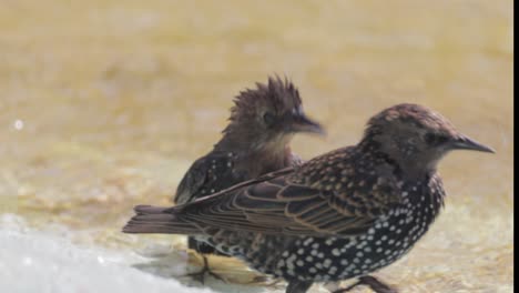 starlings bathing in a fountain