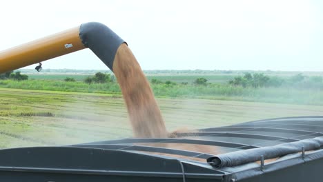 Harvested-rice-crop-is-being-moved-from-a-harvesting-combine-into-a-transport-truck