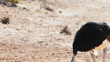 ostrich standing on a dusty land 4k