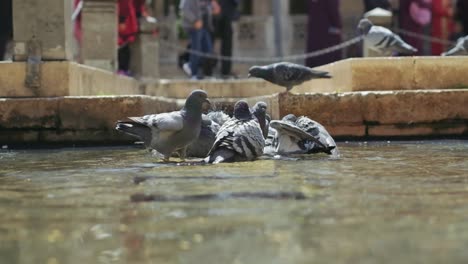 Palomas-Bañándose-En-Una-Fuente-De-La-Ciudad-En-Un-Caluroso-Día-De-Verano-En-Cámara-Lenta