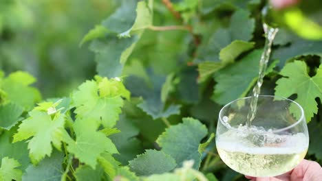 wine being poured into a glass in vineyard