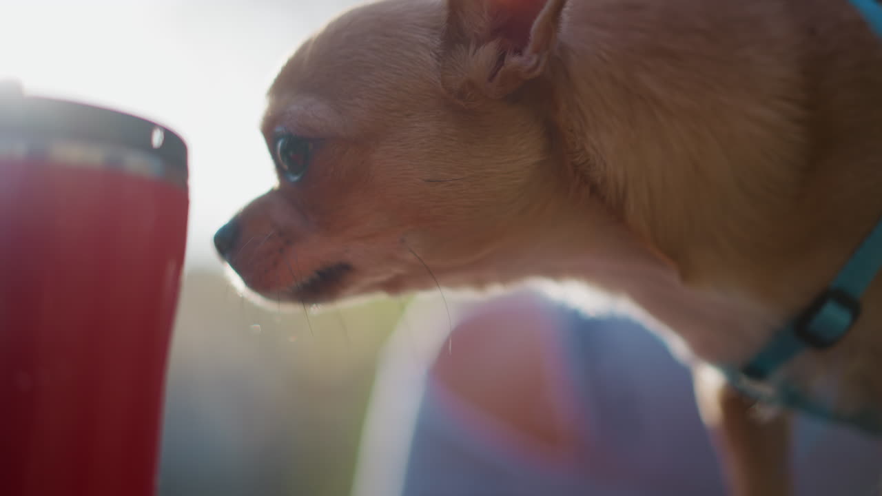 애완동물이 휴게소에서 기분 전환을 하고 있어요. 치와와가 여행 중 휴식 시간에 접이식 용기에서 물을 마시고, 작은 강아지가 화창한 야외 환경에서 여행을 멈춘 동안 유연한 그릇에서 수분을 보충하고 있어요.