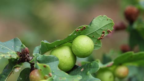 galls growing on oak leaves in late summer. these are protective growths around the eggs of various gall wasps. england. uk