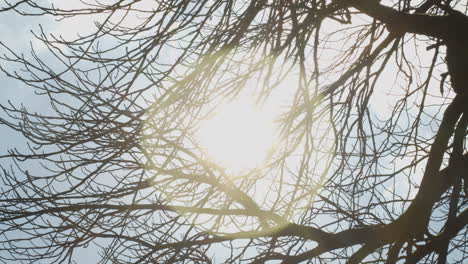 bright sun against a bright blue sky shining through leafless tree branches and flaring in camera lens