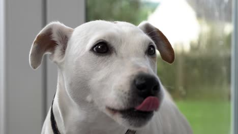 Jack-Russell-Cross-Ist-Abgesperrt-Und-Wartet-Im-Terrassenbereich-Darauf,-Angerufen-Zu-Werden