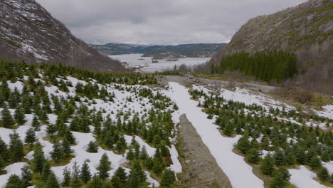 árboles-De-Navidad-Cubiertos-De-Nieve-En-Una-Plantación-Junto-A-Las-Colinas---Toma-Aérea