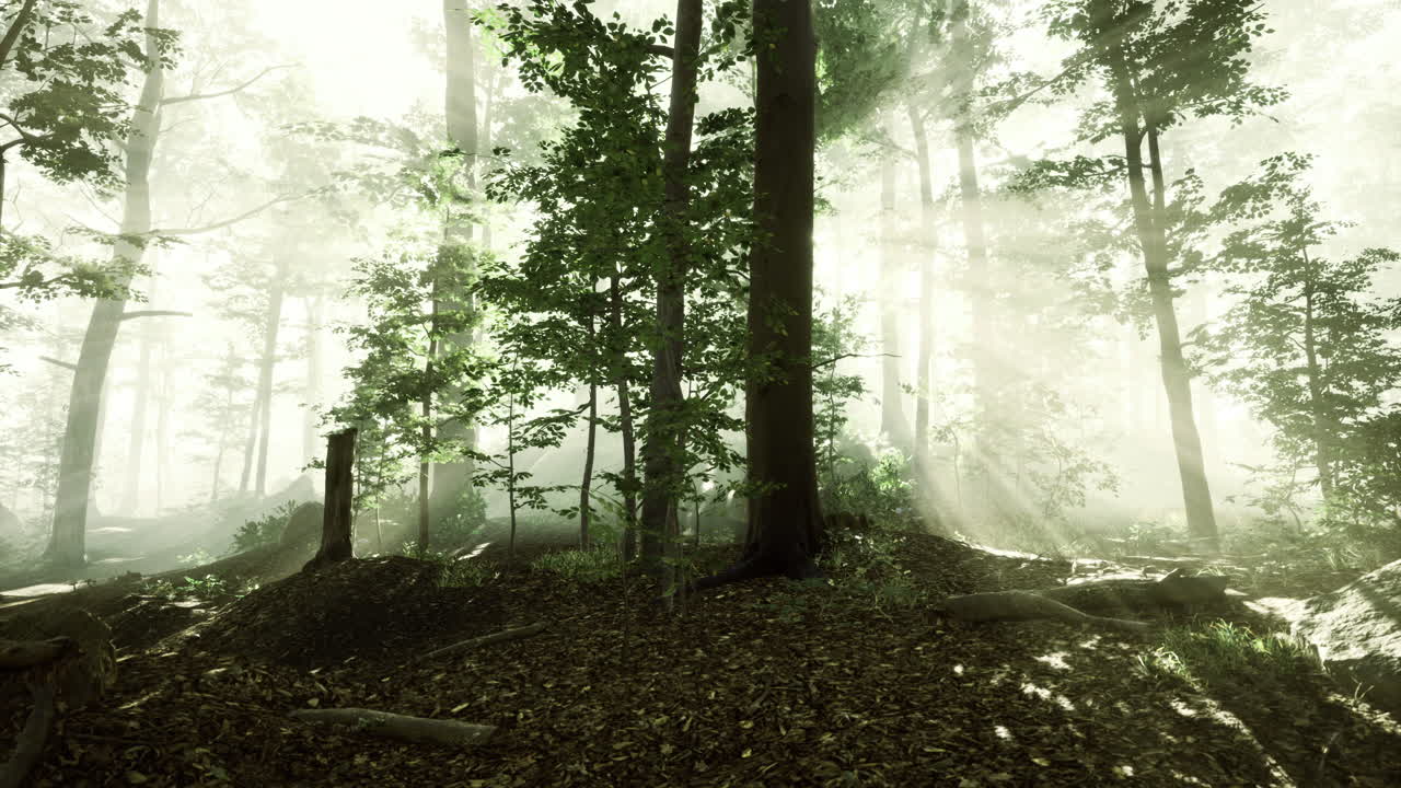 Mysterious sunlight filters through a dense forest in soft morning haze