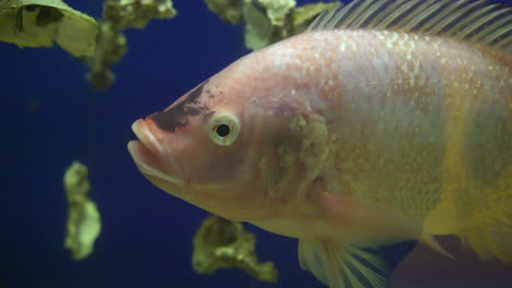 peces en acuario pecera