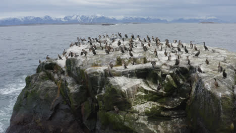 cormoranes sentados pacíficamente en su islote una tarde nublada