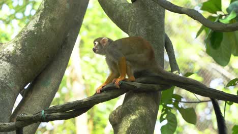 common squirrel monkey, climb across the tree and wondering around its surrounding, scratching with its feet in an enclosed environment, close up shot at daylight