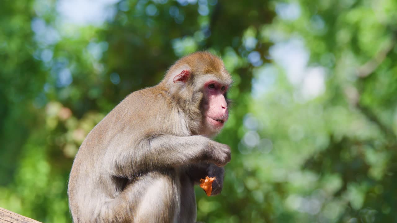 Rhesus macaque sits on log, eating fruit in daylight, surrounded by blurred green forest background