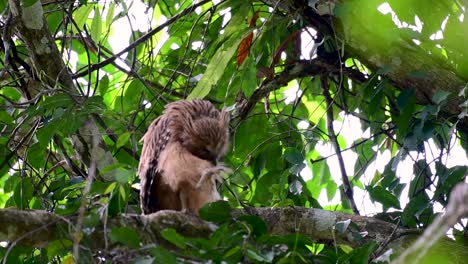 魚烏 (buffy fish owl) 是一個大型烏,但卻是四種烏中最小的