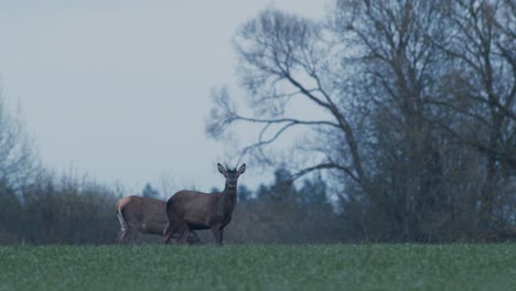 a flock of wild deer feeding on crop field in evening dusk after sunset