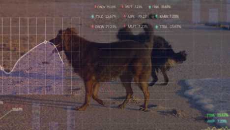 stock market data animation over dogs walking on sandy surface