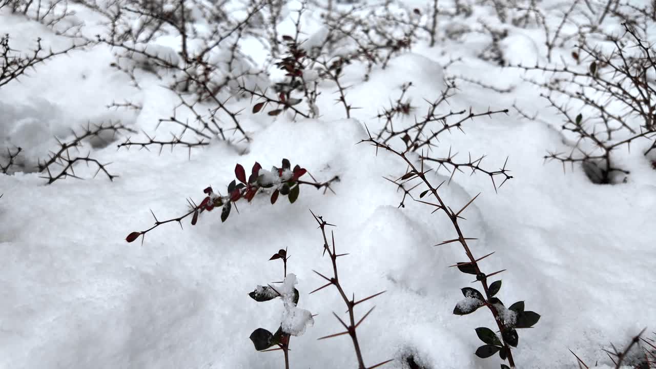 가시가 있는 눈 인 덤불
