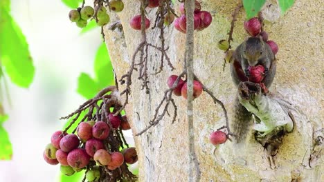 紅腹樹松鼠 (pallas's squirrel) 紅肚樹松鼠(red-bellied tree squirrel),一種被發現在果樹枝上吃果實的松鼠 (calloscurus erythraeus)