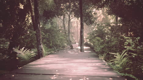 camino de cubierta de madera en el bosque