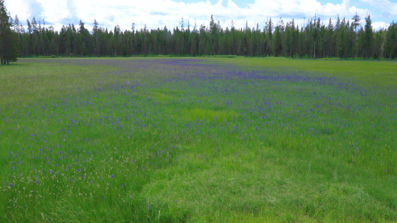 미국 국립 공원의 평화로운 꽃 초원 - 확대 설정