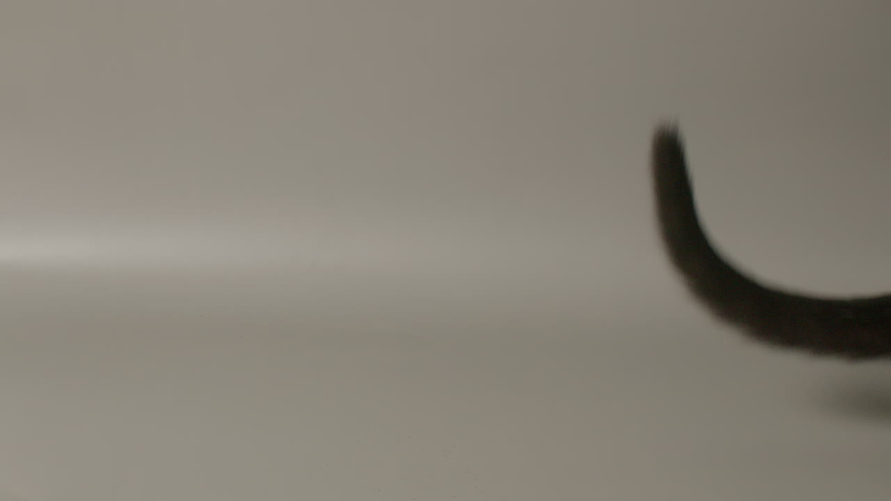 고양이가 뛰어다니며 카메라 밖에서 무언가를 따라가는 느린 움직임의 광범위한