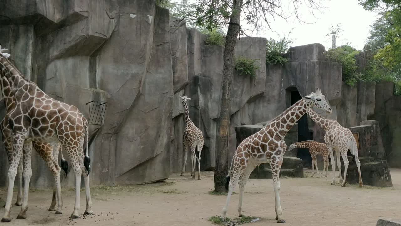 Big Giraffe Family on the Yard