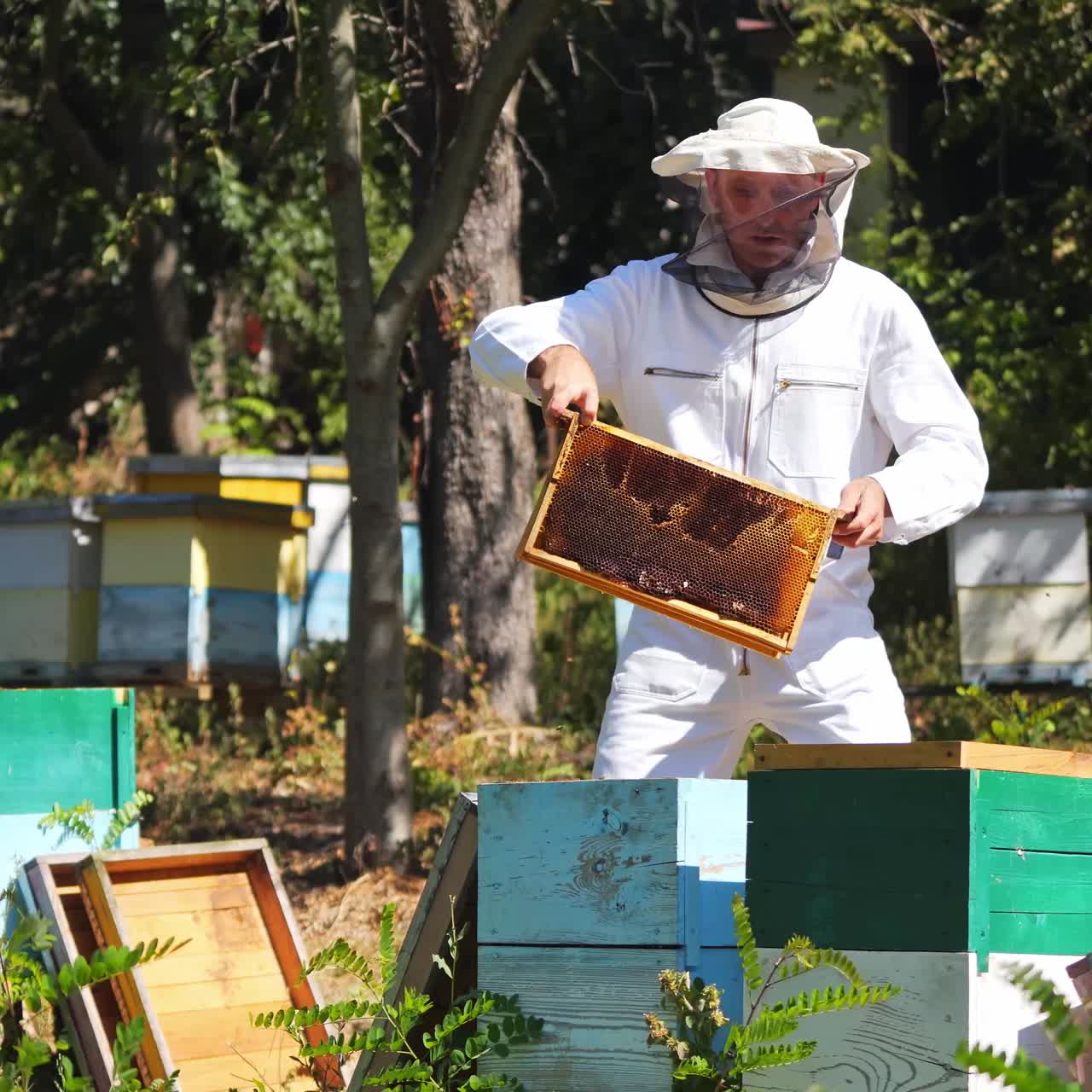 Apicoltore professionista in apiario d'estate. Apicoltore in tuta e cappello speciali che lavora vicino alle arnie. Uomo che inserisce i telaini nell'arnia.