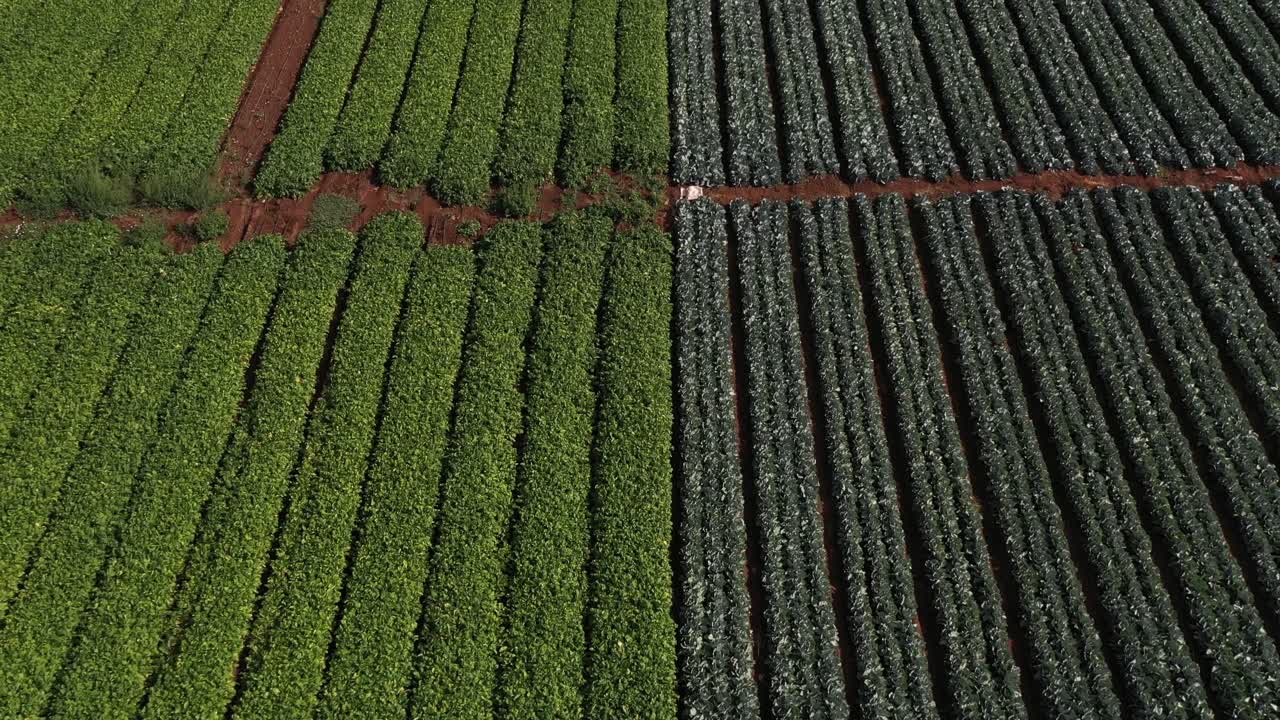 hermosa toma de drones de un campo agrícola