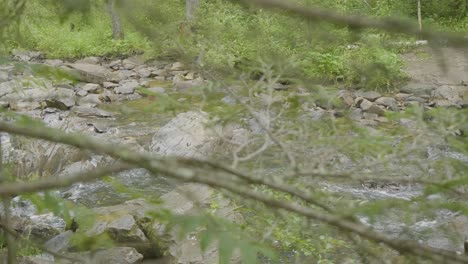 arroyo forestal con rocas y ramas