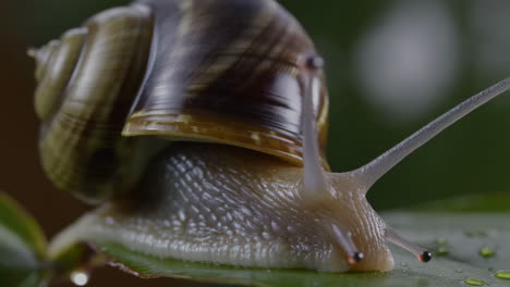 close-up of a snail on a wet green leaf