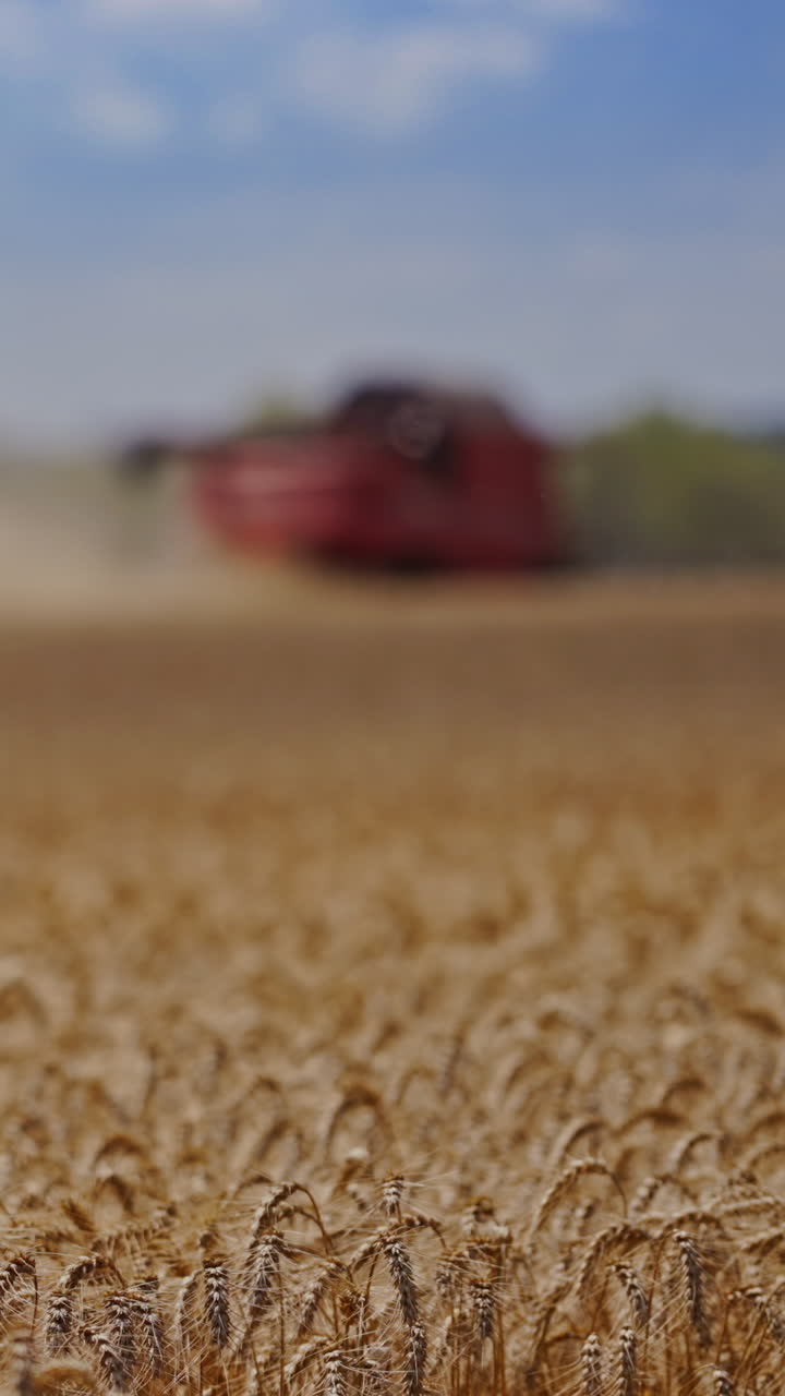 Ripe wheat on the golden field outdoors. Nature landscape of ready spikelets on blurred background with combine. Seasonal work. Vertical video