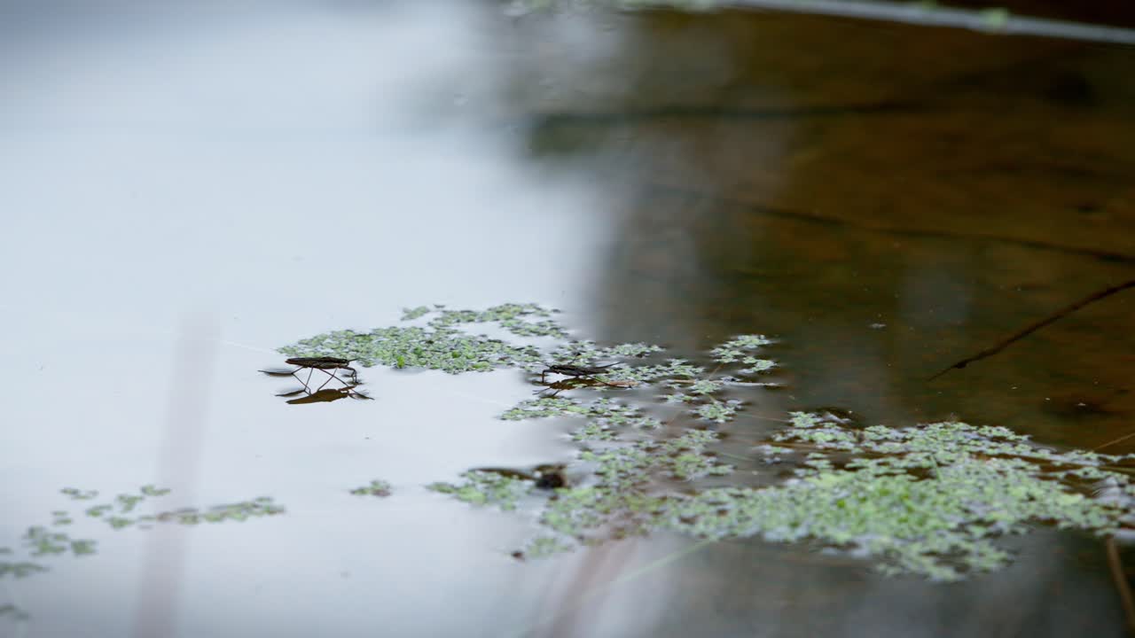 두 개의 곤충이 물 표면에서 싸우고 있습니다. 그들은 게리스 또는 물 벌레입니다. 그들의 반영은 반사에 의해 볼 수 있습니다.