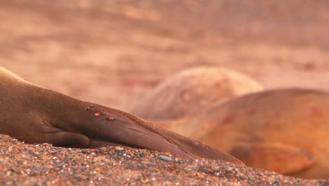 Vista-De-Cerca-De-Las-Aletas-De-Un-Elefante-Marino-En-La-Playa-De-Arena-Mientras-Se-Mueven