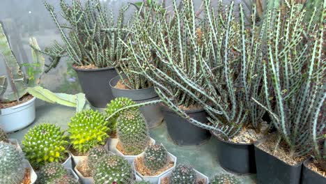 various cacti displayed in a greenhouse setting