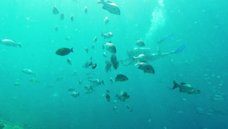 buceo, bajo el agua y natación de peces