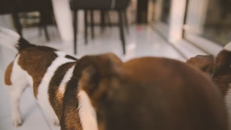 camera focuses closely on two dogs walking in the living room of the house