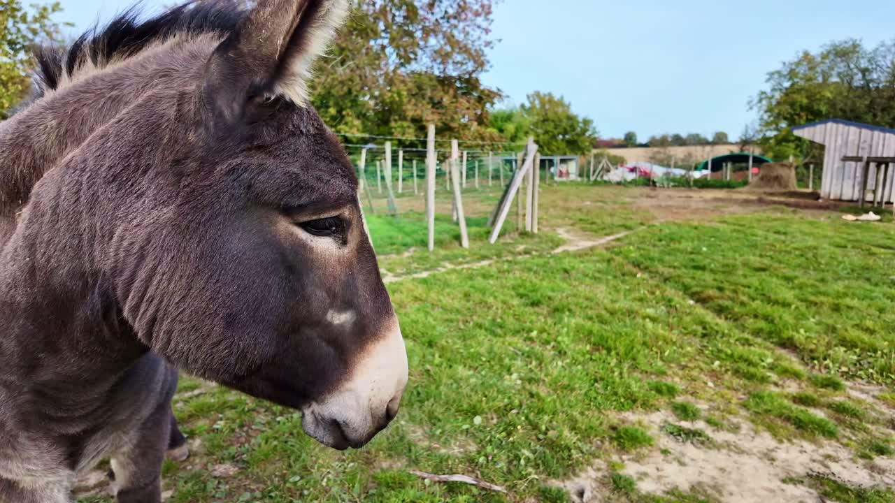 Close-up view of a standing donkey on countryside green pasture at French environment