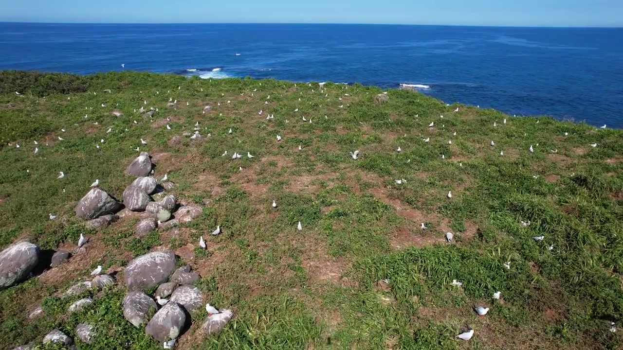 Stormo di uccelli marini nella Riserva Naturale di Cook Island nel Nuovo Galles del Sud, Australia - Ripresa da drone.