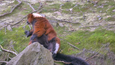 red ruffed lemur with shocked face holds arms outstretched as it sits back dublin zoo ireland