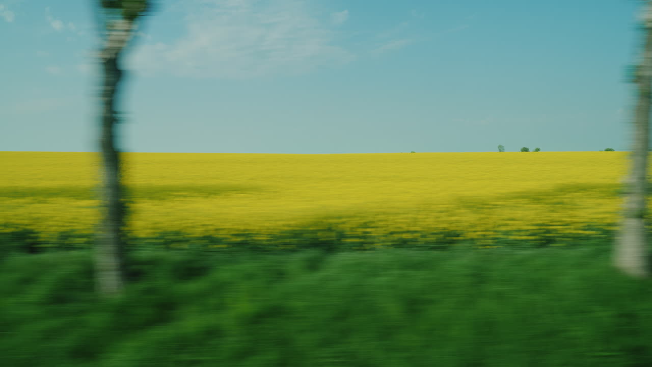 자동차 창에서 꽃이 만발한 노란색 강간 필드