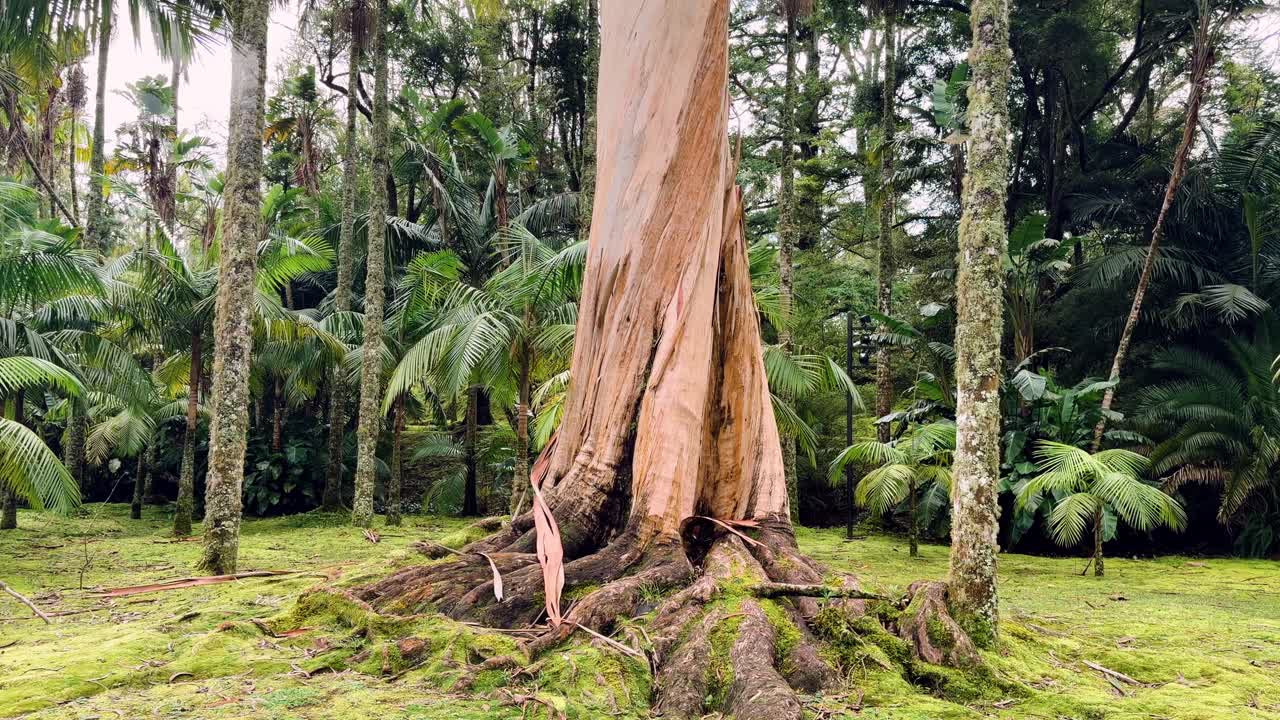 Grande albero con radici esposte nella foresta dell'isola di São Miguel, Azzorre