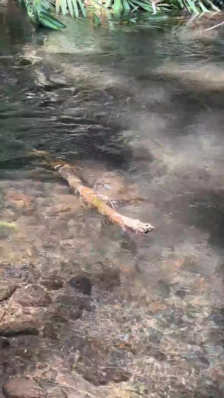Clear Water Flowing Over Rocks in a Tropical Stream